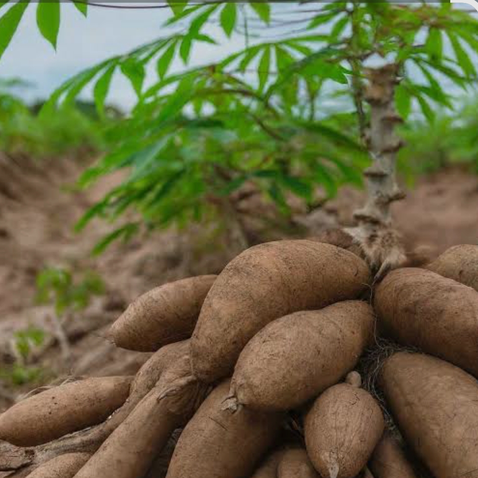Cassava