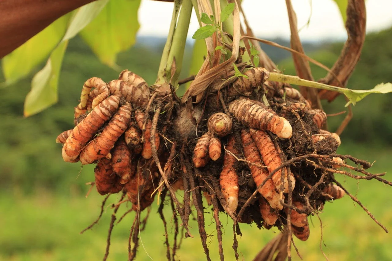Ginger Turmeric
